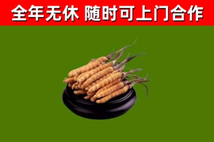 城关烟酒回收冬虫夏草.jpg